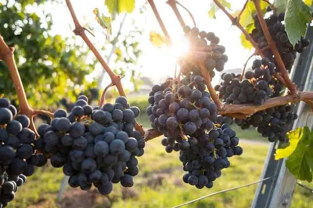 maladies de la vigne