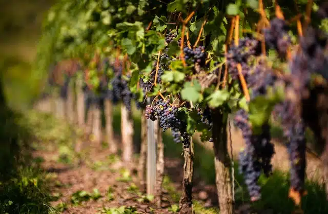 vignoble anglais