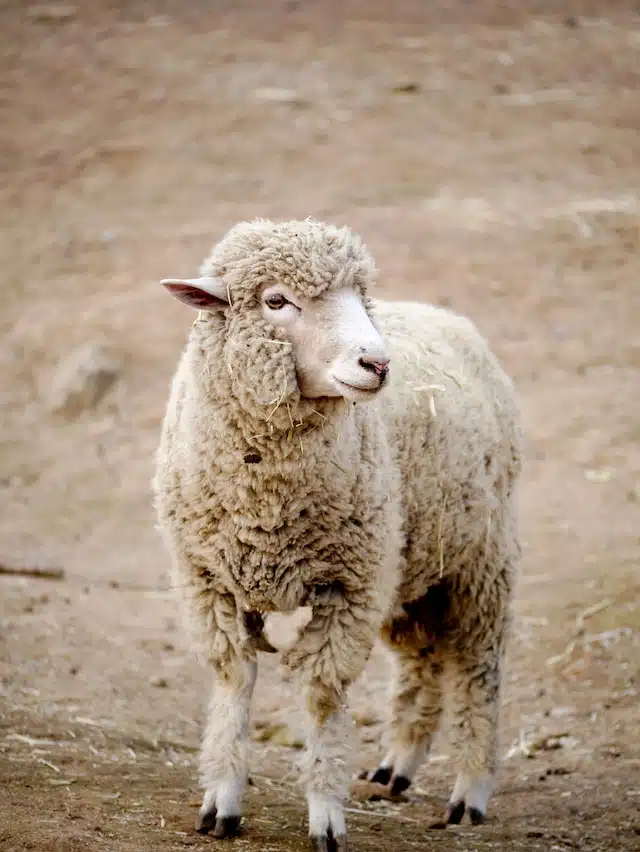 animaux dans les vignes